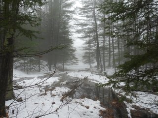 WINTER IN THE FOREST